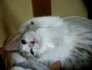 めいとゆう　３　ゴロゴロ