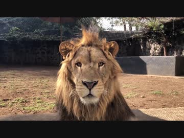 人気の エクストリーム猫カフェ 動画 8本 ニコニコ動画