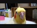 何と喋っているように聞こえますか？