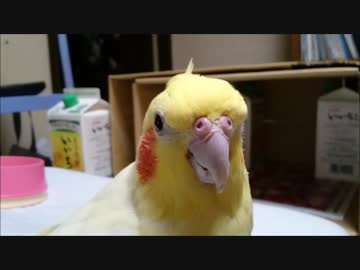 何と喋っているように聞こえますか？