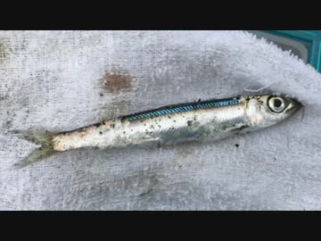 釣り動画ロマンを求めて 177釣目（城ヶ島岸壁）