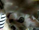 めいとゆう　４　ゆうとデジカメストラップ