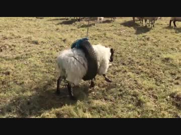 タイヤにハマっちゃった羊