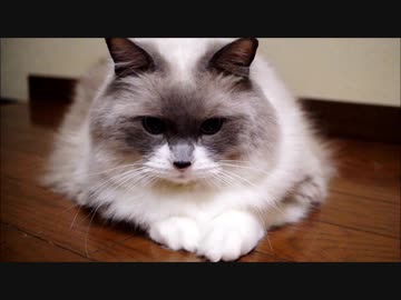 あそぶのだるい