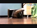 順番に箱に入る猫たち