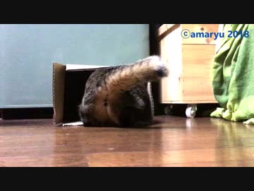 順番に箱に入る猫たち