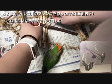 うちのインコがなんか言ってるから翻訳してくれ