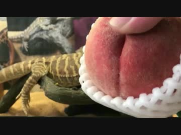 トカゲは桃を食べるのか？