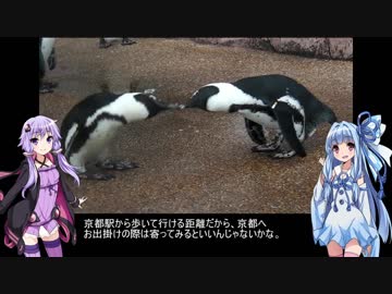 結月ゆかりとアクアリウム夜話　第9夜