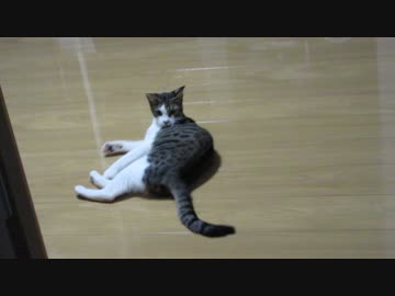 気になる猫