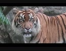貫禄あるスマトラトラ(上野動物園)