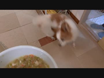 食事が出てくると大喜びでクルクル回るワンコ（パピヨン）2