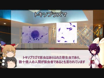 [VOICEROID"寄生虫"解説]心に感染する寄生虫"トキソプラズマ"