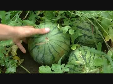 陰キャの【家庭菜園】その5