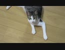 何かを訴える猫