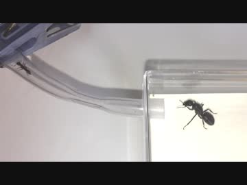 蟻戦争Ⅱ＃56 義母女王を女王のいないコロニーに移植するための「こすりつけ」。