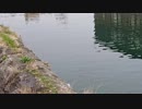ラジオ日暮酒#15「キーマカレーと合いびき肉」