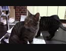 こんしゅうのおやつ【蒼民家の猫々】