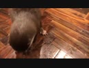氷をおはじきにして遊ぶカワウソ