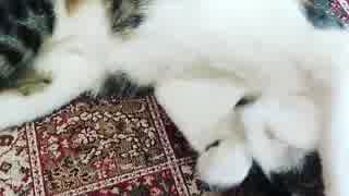 ねこがじゅうたんでねころがる
