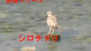 野鳥シリーズ　誰を待つシロチドリ＊川中の石の上