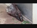 自分の針をポリポリ食べるヤマアラシ