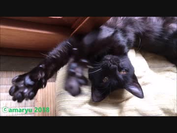 リラックにゃ