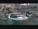 フンボルトペンギンのバニラくんがぷかぷかする＠東武動物公園