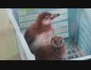 東武動物公園 フンボルトペンギン えだまめの成長記録 ４月から８月