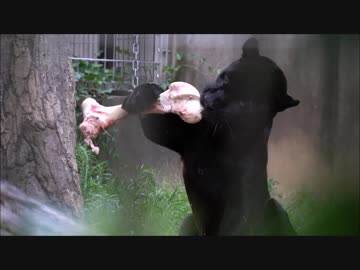 牛骨をかじるブラックジャガー