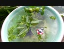 睡蓮鉢でビオトープ作ったよ。