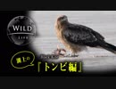 【凛々しい野鳥動画】湖上のトンビ編／Wildlife 【bird Black Kite】