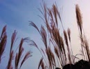 【癒し動画】虫の鳴き声（睡眠用BGM・作業用BGM）