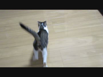 ドリブルする猫