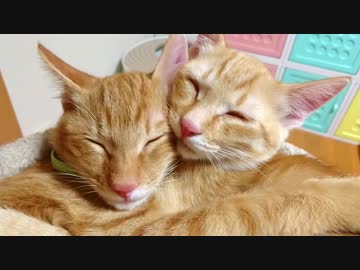 保護ねこ成長記録（20）保護73日目～88日目