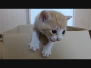 "ここから出せぇー"必死に脱出を試みる赤ちゃん猫=^_^=