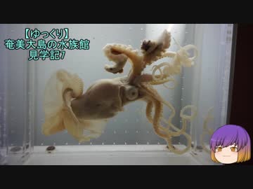 【ゆっくり】奄美大島の水族館見学記7