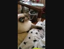 謎の手をちょこんと膝に置いてくる猫