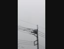 鳥を撃退