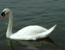 コブハクチョウの鳴き声