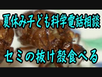 【夏休み子ども科学電話相談】のセミの抜け殻を食べてみた