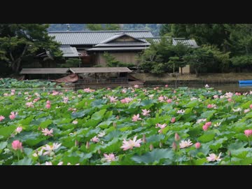 夏の京都(2018/8/13)