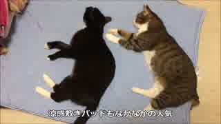 【こげつく】猫と座布団と涼感敷きパッド