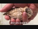 乾かされるうずら。