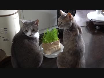 【モアクリ】 いろいろモアクリ 7