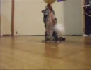 フクロモモンガ