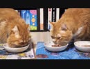 【マンチカンズ】猫一家の食事風景