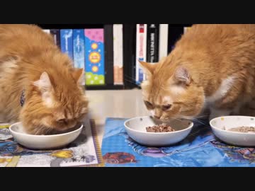 【マンチカンズ】猫一家の食事風景