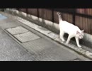 散歩中