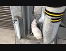 飛び上がるシュウちゃん